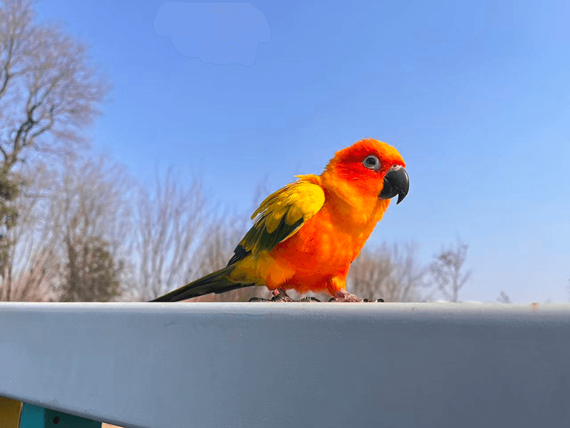 河南鹦鹉新政解析：11种鹦鹉合法购买指南