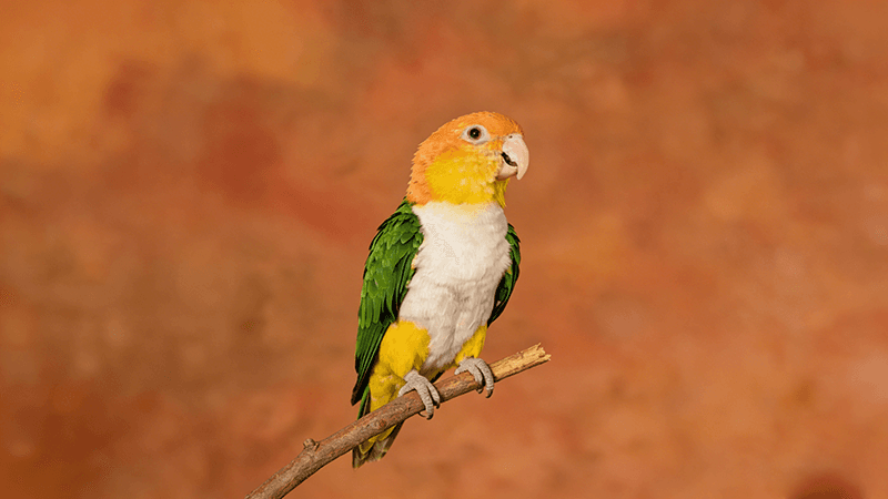 河南鹦鹉养殖放开：品种、现状与理性审视