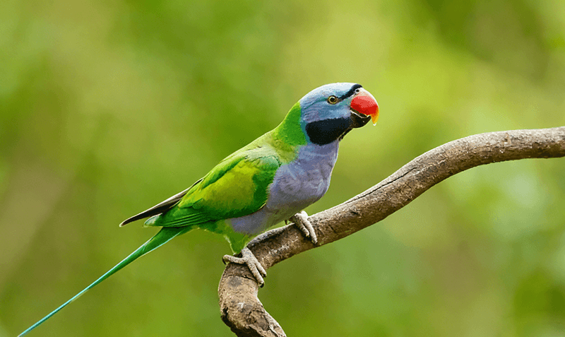 大型鹦鹉未放开养殖：品种清单、深层原因及数据解析