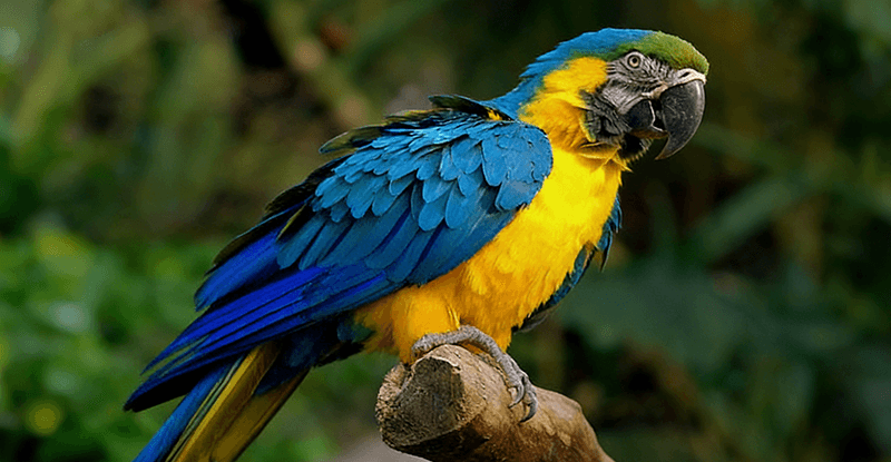 从天价到亲民？大型鹦鹉一旦放开，价格走势全解析