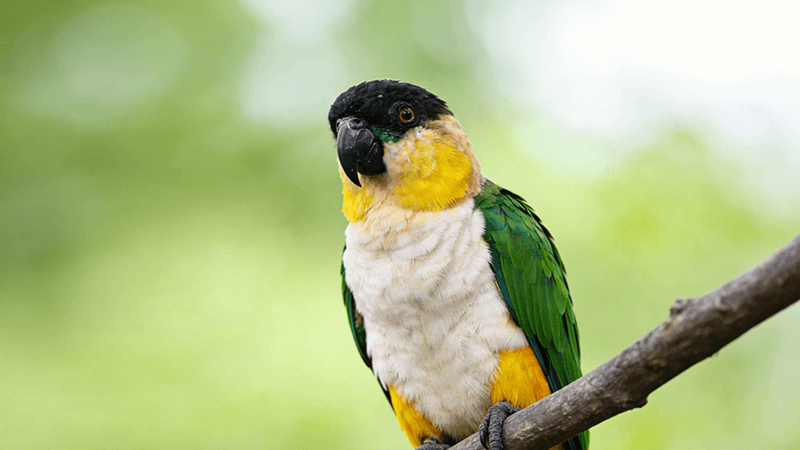 河南省中大型鹦鹉试点开放的突破与展望